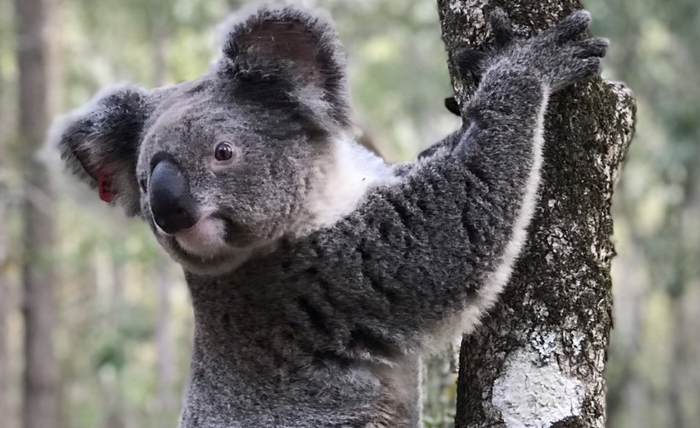Urban Koalas