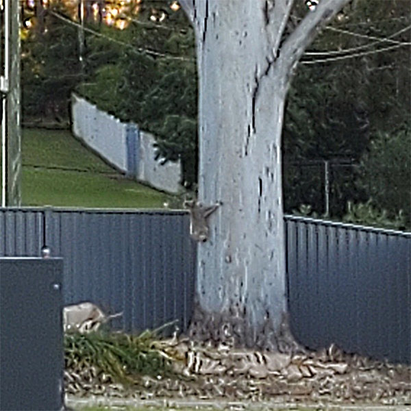 Urban koalas