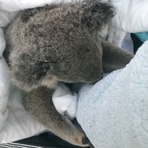 Koala attacked by dog