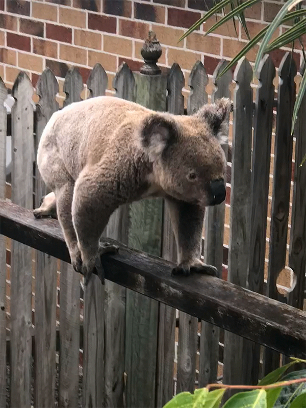Is your yard koala friendly