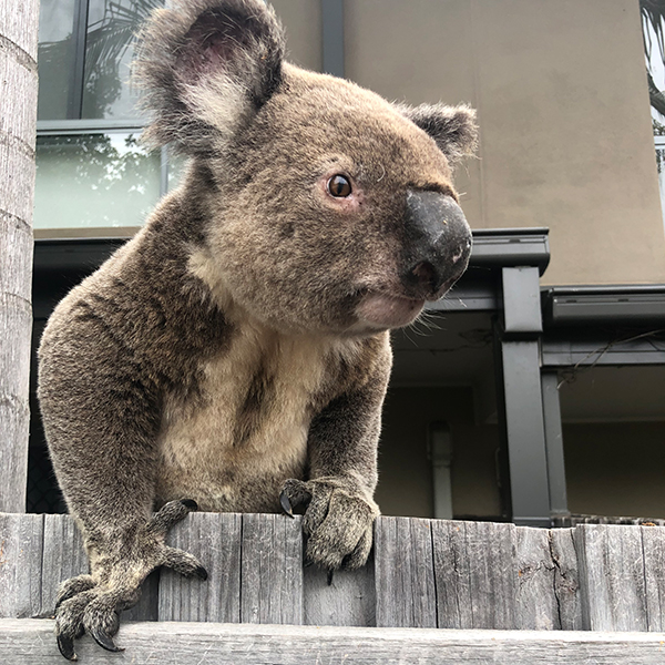 Koala Conscious Community