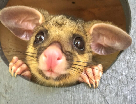 People coming together to help possums in care