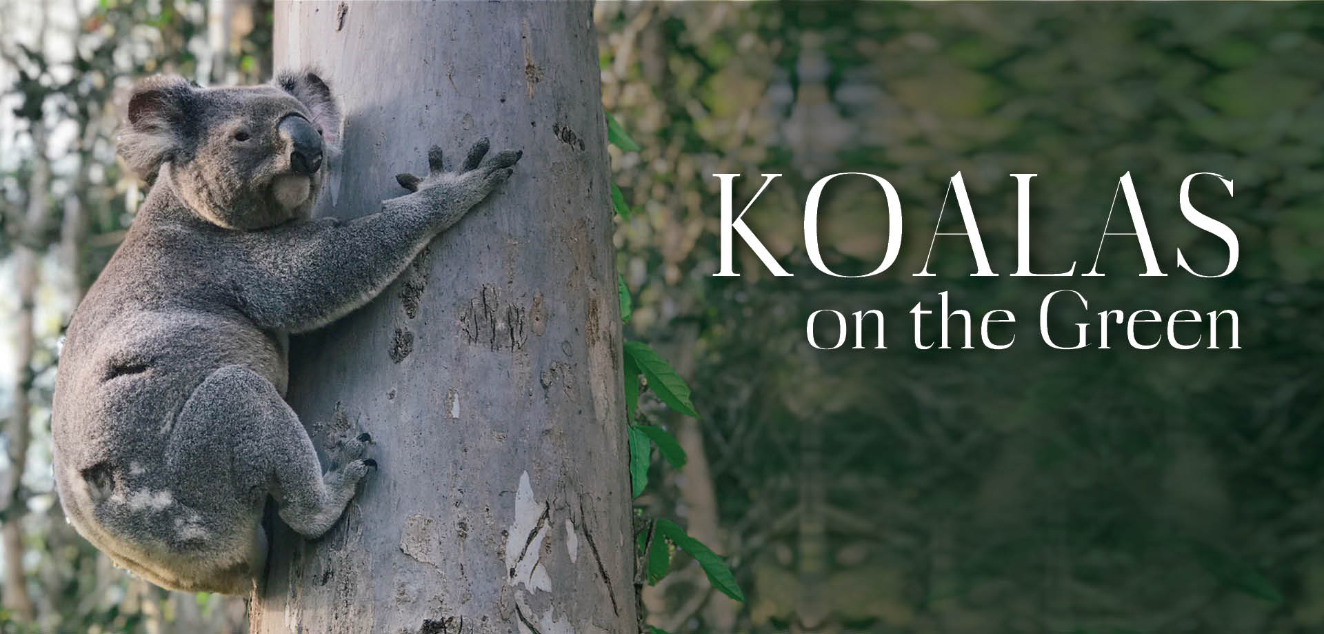 Biodiversity Koalas On The Green